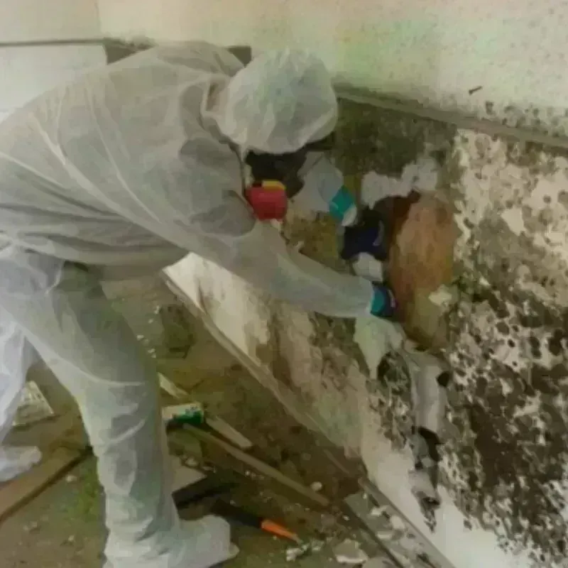 Mold Remediation and Removal in South Laurel, MD